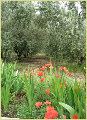 Les Oliviers - Gites &agrave; Istres