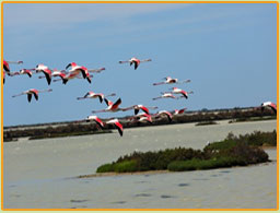 istres-tourisme-camargue